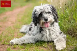 Lire la suite à propos de l’article Éleveurs d’Aussiedoodle et chiots en Occitanie