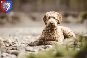 Lire la suite à propos de l’article Aussiedoodle Éleveurs et chiots en Pays de la Loire