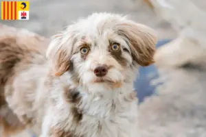 Lire la suite à propos de l’article Aussiedoodle éleveurs et chiots en Provence-Alpes-Côte d’Azur
