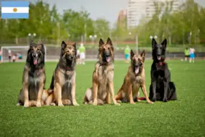 Lire la suite à propos de l’article Éleveurs de bergers belges et chiots en Argentine