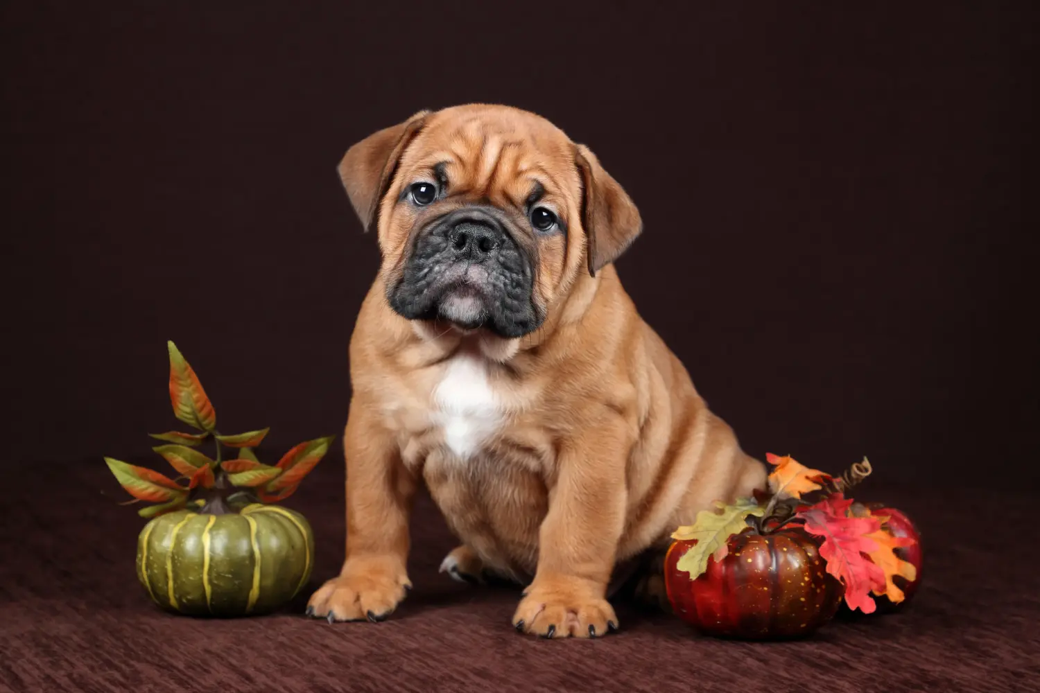 Acheter un chiot Continental Bulldog, c'est prendre ses responsabilités ! Acheter des chiots Continental Bulldog.