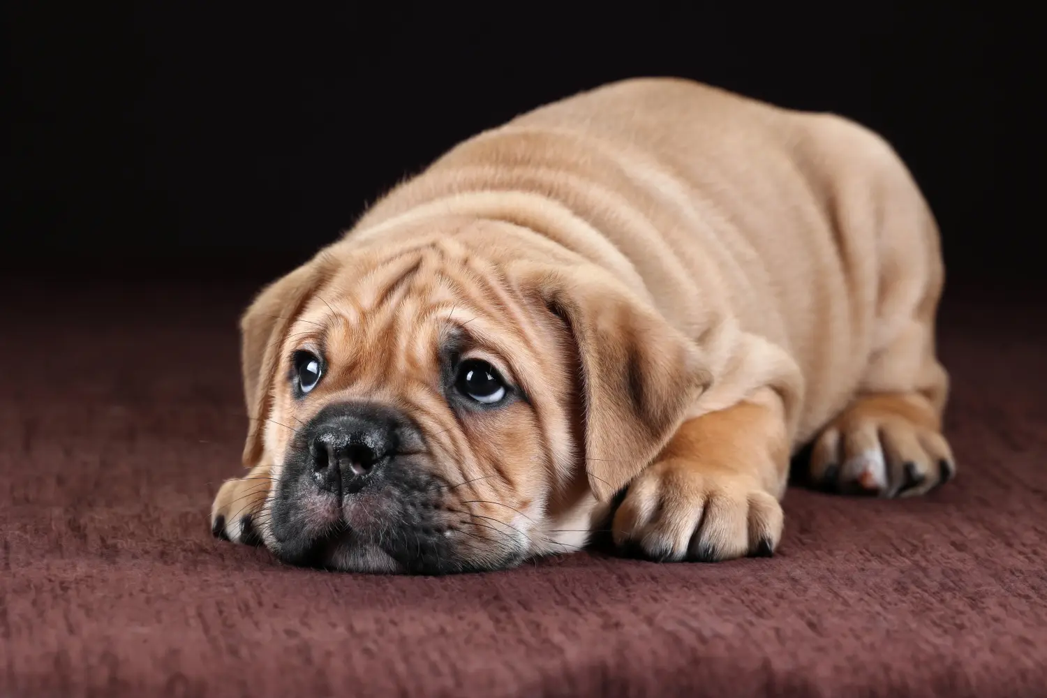Acheter un chiot Continental Bulldog, c'est prendre ses responsabilités ! Acheter des chiots Continental Bulldog.