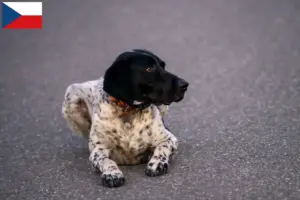 Lire la suite à propos de l’article Braque d’Auvergne Éleveurs et chiots en République tchèque