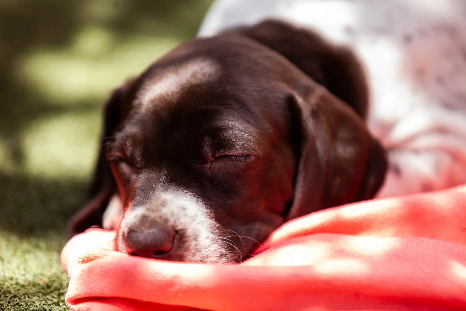 Acheter un chiot Braque français type Gascogne, c'est prendre ses responsabilités ! Braque français type Gascogne acheter chiots.