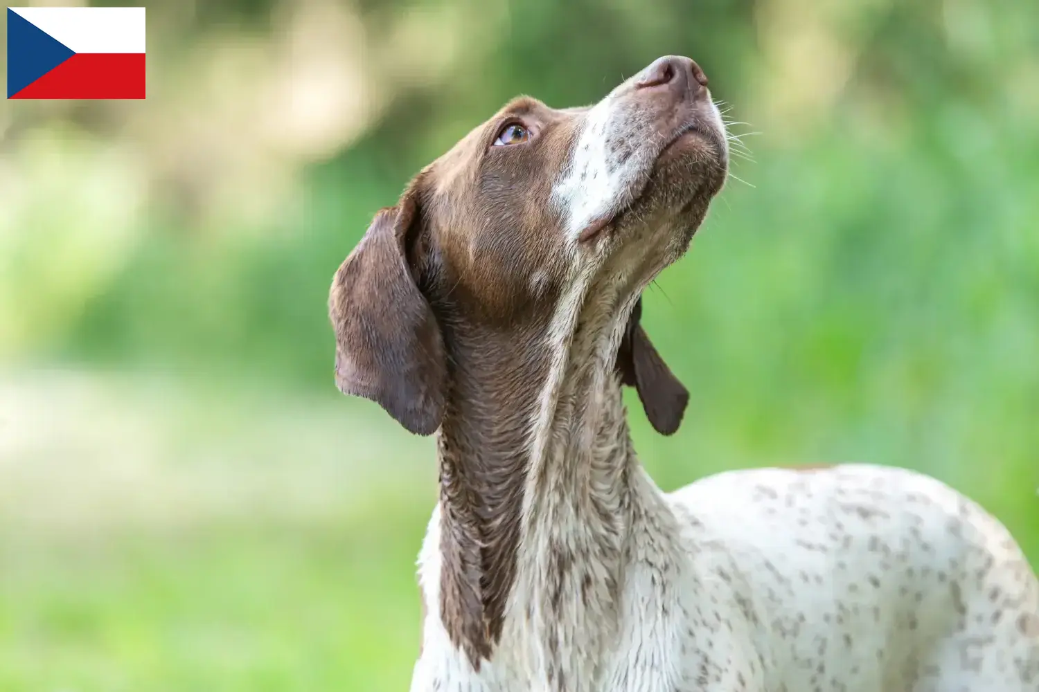 Braque français type Gascogne Chiots et éleveurs République tchèque Ici, tu trouveras des éleveurs de Braque français type Gascogne en République tchèque.