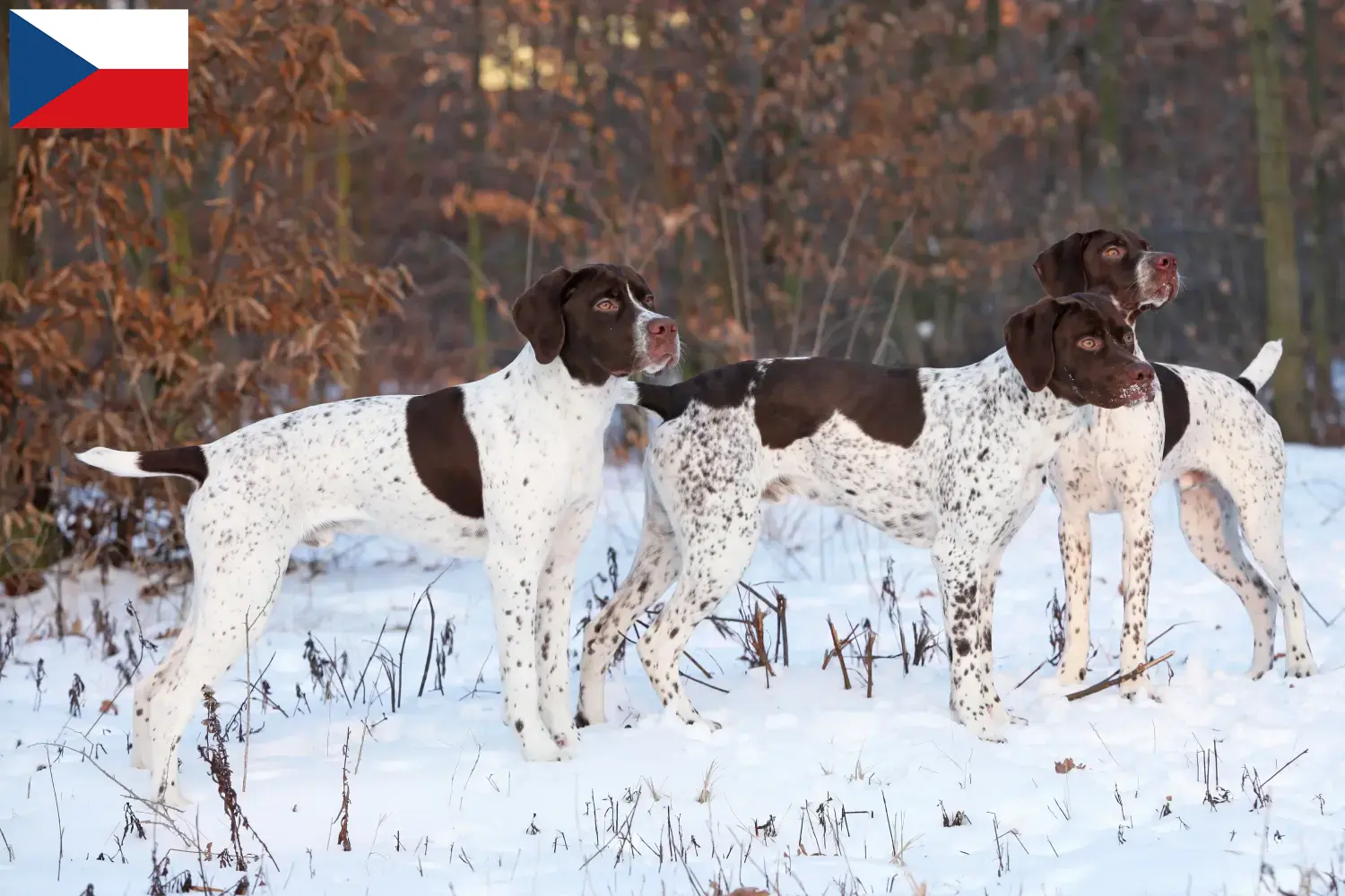 Braque français type Pyrénées Chiots et éleveurs République tchèque Ici vous trouverez des éleveurs de Braque français type Pyrénées en République tchèque.