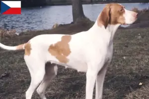Lire la suite à propos de l’article Braque Saint-Germain éleveurs et chiots en République tchèque