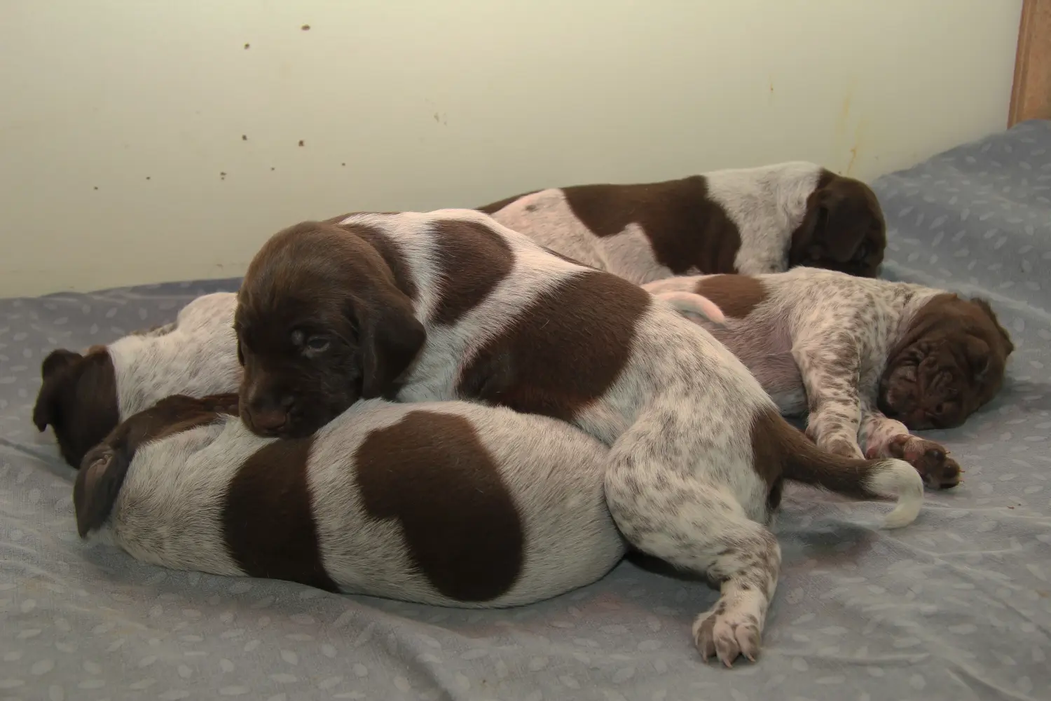 Acheter un chiot allemand à poil court, c'est prendre des responsabilités ! Acheter des chiots allemands à poil court.