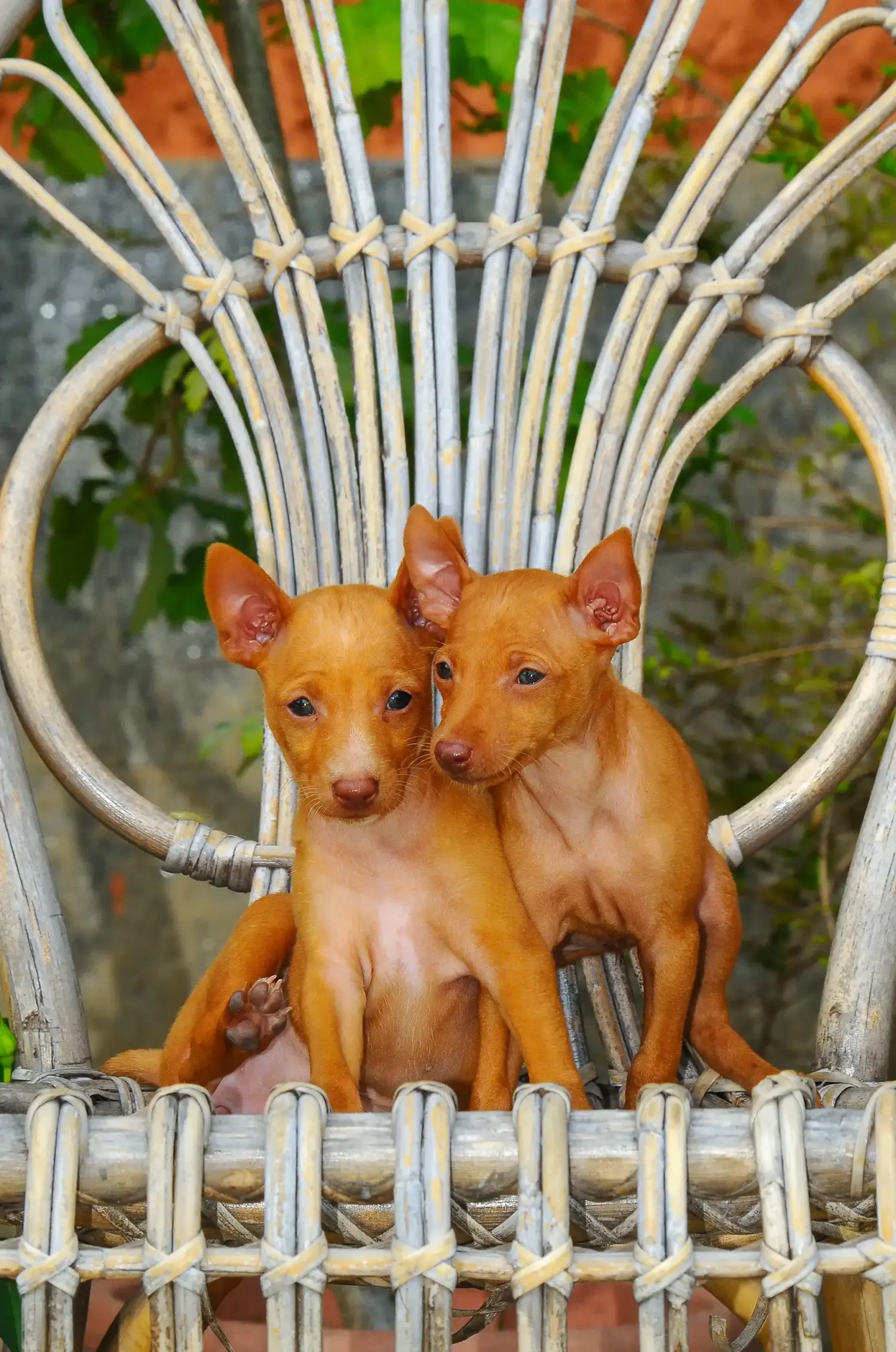 Acheter un chiot Cirneco dell' Etna, c'est prendre ses responsabilités ! Acheter des chiots Cirneco dell' Etna.