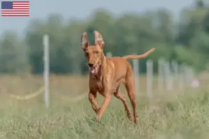 Lire la suite à propos de l’article Cirneco dell’ Etna éleveurs et chiots aux États-Unis
