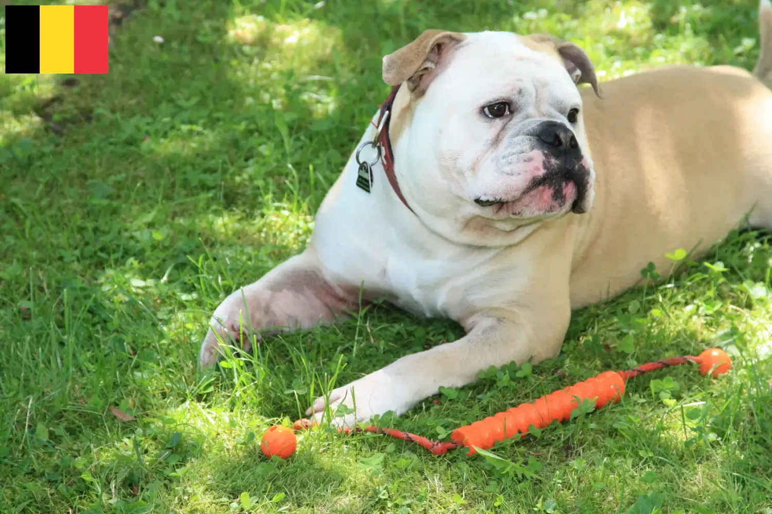 Continental Bulldog chiots et éleveurs Belgique Ici vous trouverez des éleveurs de Continental Bulldogs en Belgique.