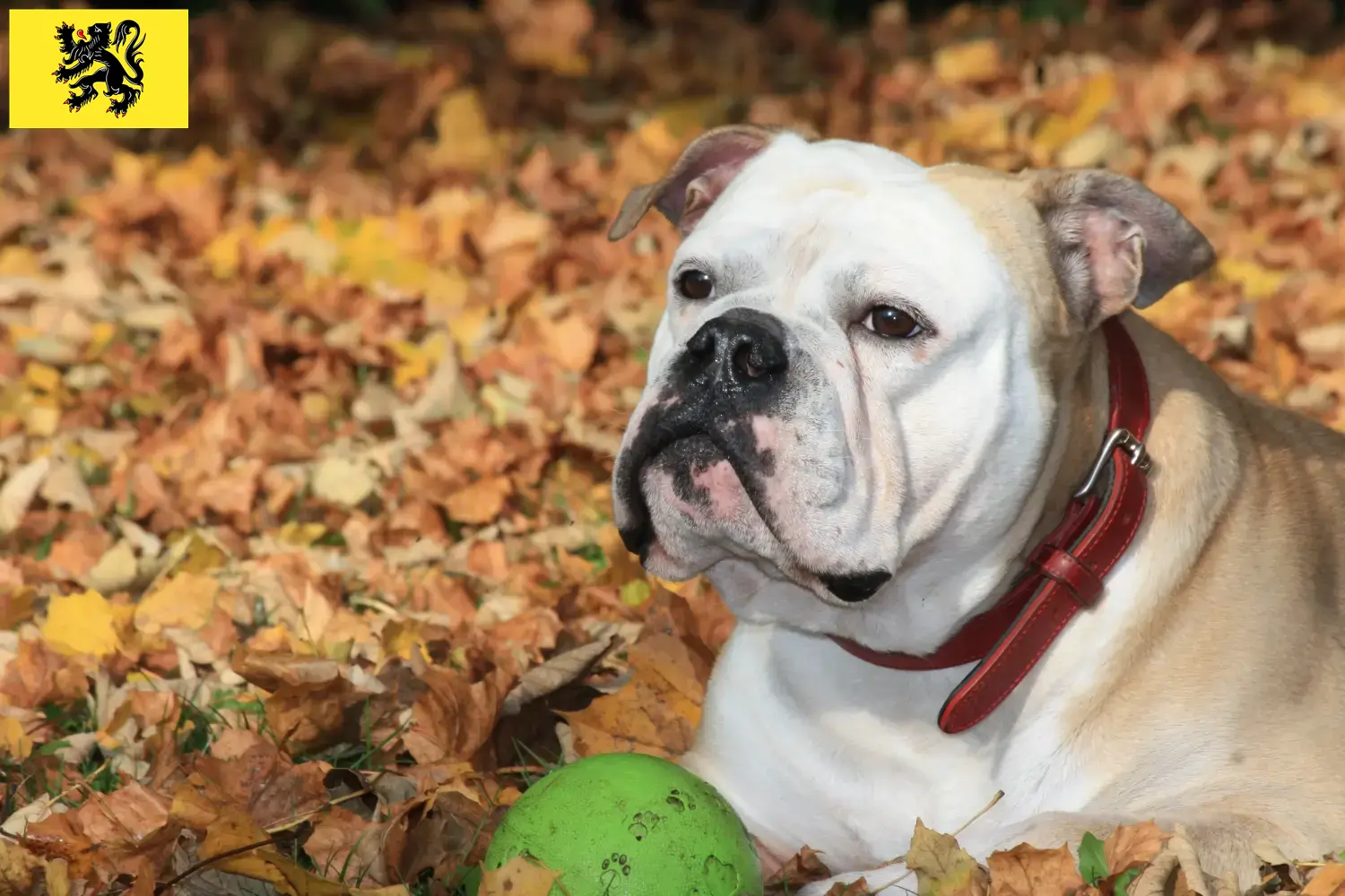 Bouledogues Continentaux chiots et éleveurs Flandre Ici vous trouverez des éleveurs de Continental Bulldogs en Flandre.