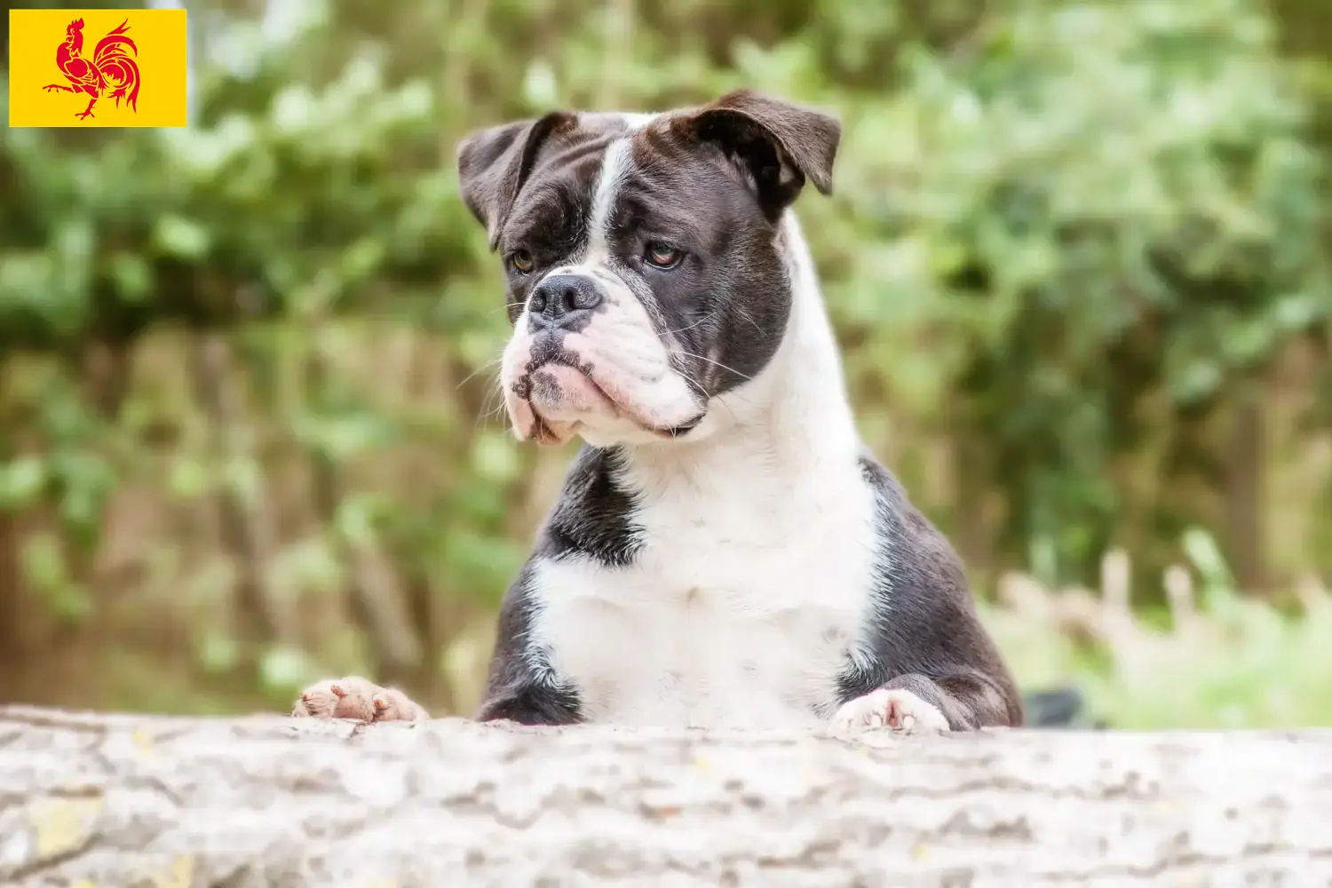 Bouledogues Continentaux chiots et éleveurs Région Wallonne Ici vous trouverez des éleveurs de Continental Bulldogs en Région Wallonne.