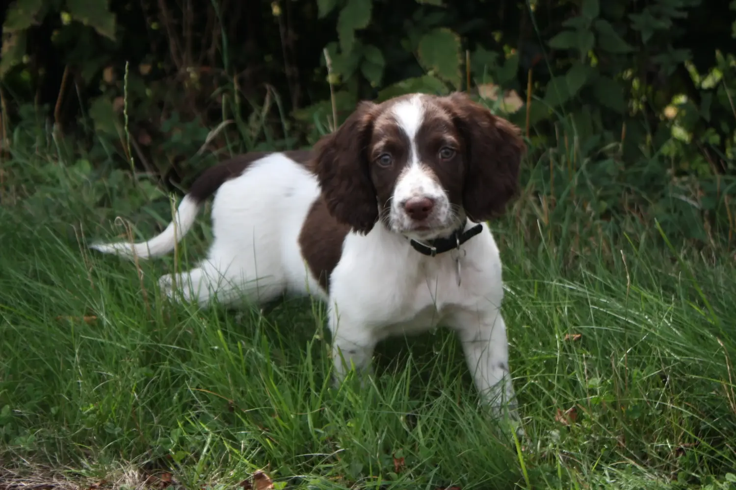 Acheter un chiot English Springer Spaniel, c'est prendre des responsabilités ! Acheter des chiots English Springer Spaniel.