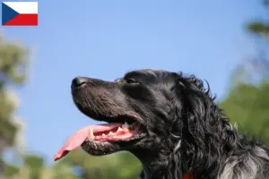 Lire la suite à propos de l’article Éleveurs d’Epagneul Bleu de Picardie et chiots en République tchèque