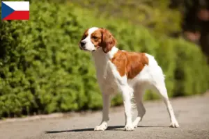 Lire la suite à propos de l’article Éleveurs d’Epagneul Breton et chiots en République tchèque