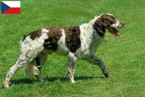 Lire la suite à propos de l’article Épagneul français Éleveurs et chiots en République tchèque