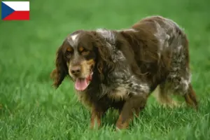 Lire la suite à propos de l’article Éleveurs d’Épagneul Picard et chiots en République tchèque