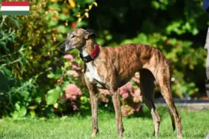 Lire la suite à propos de l’article Éleveurs de Lévriers et chiots en Hongrie