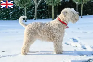Lire la suite à propos de l’article Éleveurs de Terriers irlandais à poil doux et chiots au Royaume-Uni