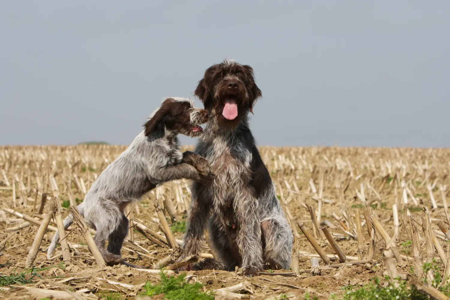 Acheter un chiot Griffon d'arrêt à poil dur, c'est prendre ses responsabilités ! Acheter des chiots Griffon de Korthals.
