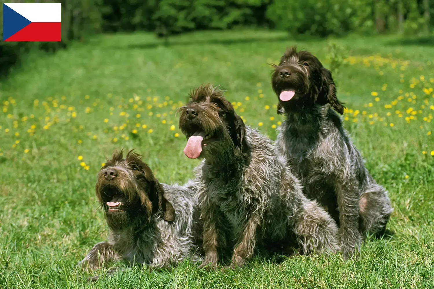 Korthals Griffon chiots et éleveurs République tchèque Ici, tu trouveras des éleveurs de Griffon d'arrêt à poil durs en République tchèque.
