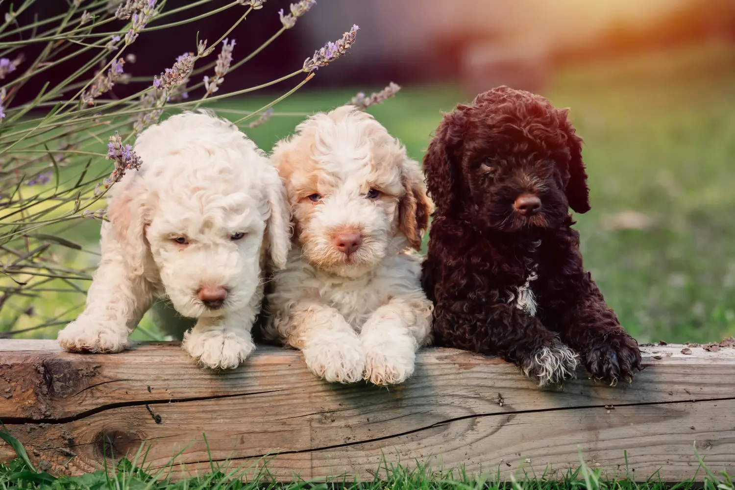 Acheter un chiot Lagotto Romagnolo, c'est prendre ses responsabilités ! Acheter des chiots Lagotto Romagnolo.