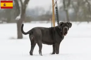Lire la suite à propos de l’article Mastino Napoletano éleveurs et chiots en Espagne