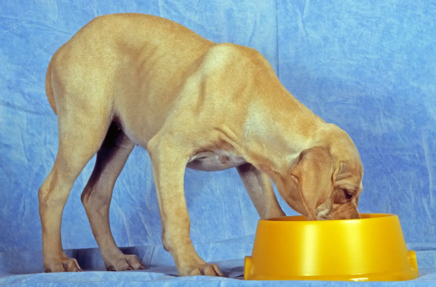 Acheter un chiot Perdigueiro Português, c'est prendre ses responsabilités ! Acheter des chiots Perdigueiro Português.