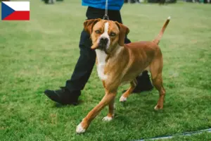 Lire la suite à propos de l’article Perdigueiro Português Éleveurs et chiots en République tchèque