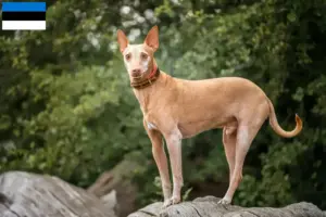 Lire la suite à propos de l’article Éleveurs de Podenco et chiots en Estonie