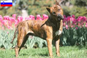 Lire la suite à propos de l’article Presa Canario éleveurs et chiots en Slovénie