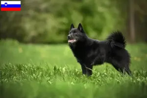 Lire la suite à propos de l’article Éleveurs de Schipperke et chiots en Slovénie