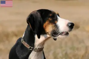 Lire la suite à propos de l’article Segugio Maremmano éleveurs et chiots aux États-Unis