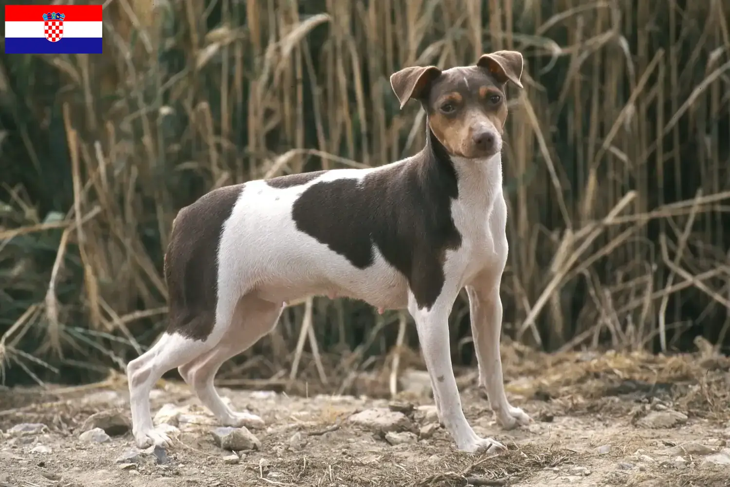 Terrier brésilien chiots et éleveurs Croatie Ici, tu trouveras des éleveurs de terriers brésiliens en Croatie.