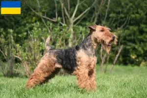 Lire la suite à propos de l’article Éleveurs de Welsh Terriers et chiots en Ukraine