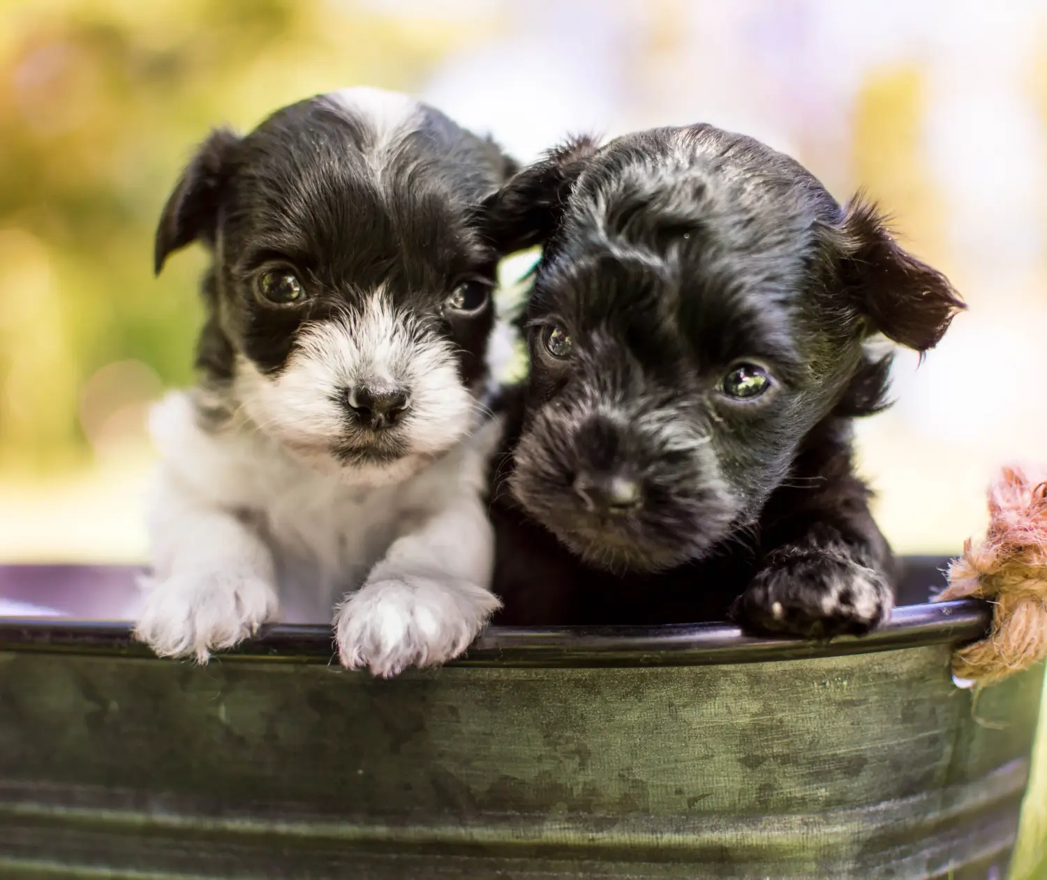 Acheter un chiot Yorkipoo, c'est prendre ses responsabilités ! Acheter des chiots Yorkipoo.