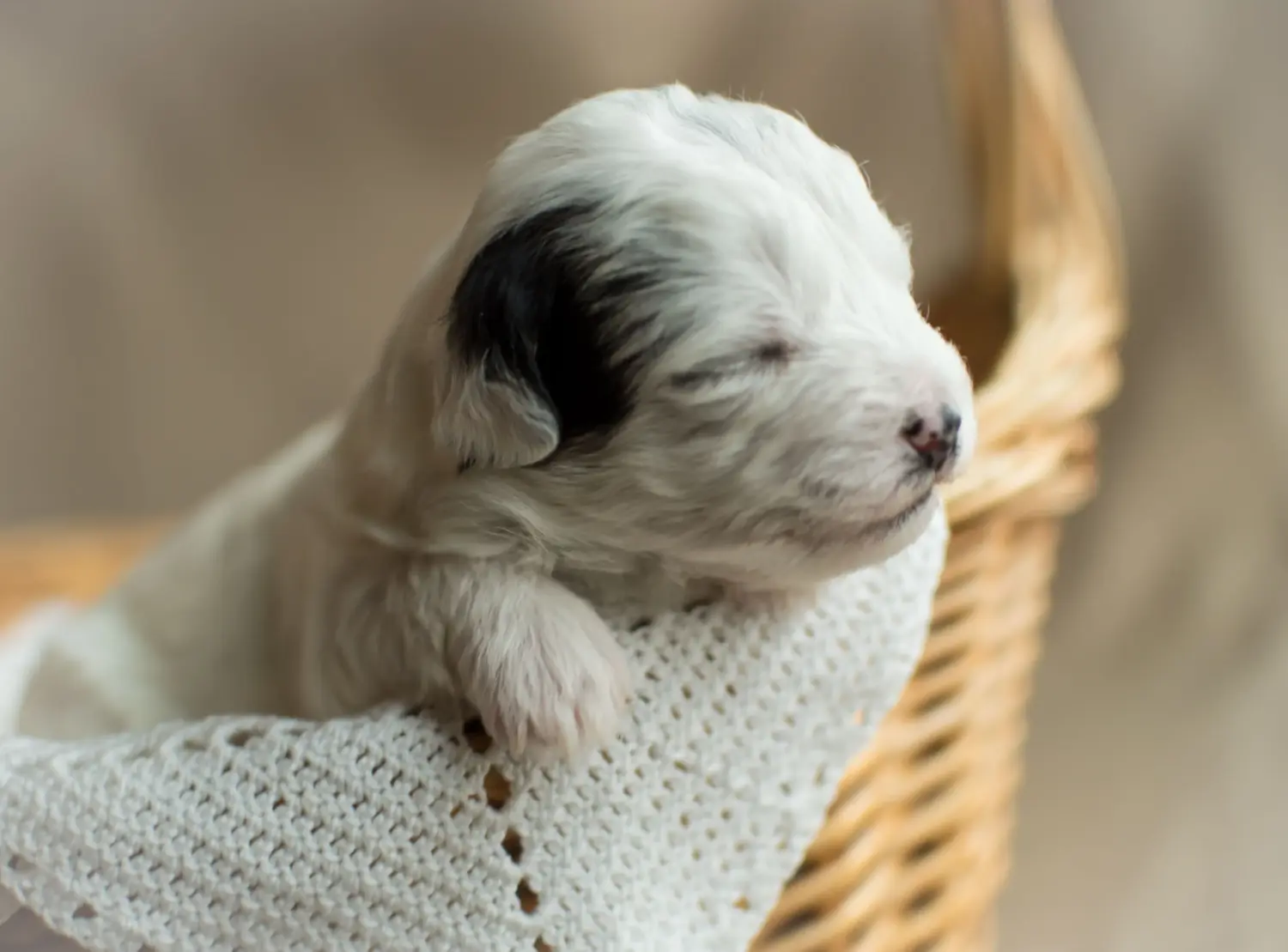 Acheter un chiot Yorkipoo, c'est prendre ses responsabilités ! Acheter des chiots Yorkipoo.