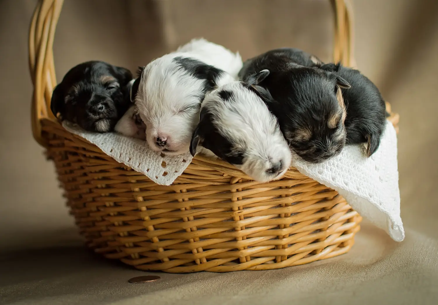 Acheter un chiot Yorkipoo, c'est prendre ses responsabilités ! Acheter des chiots Yorkipoo.