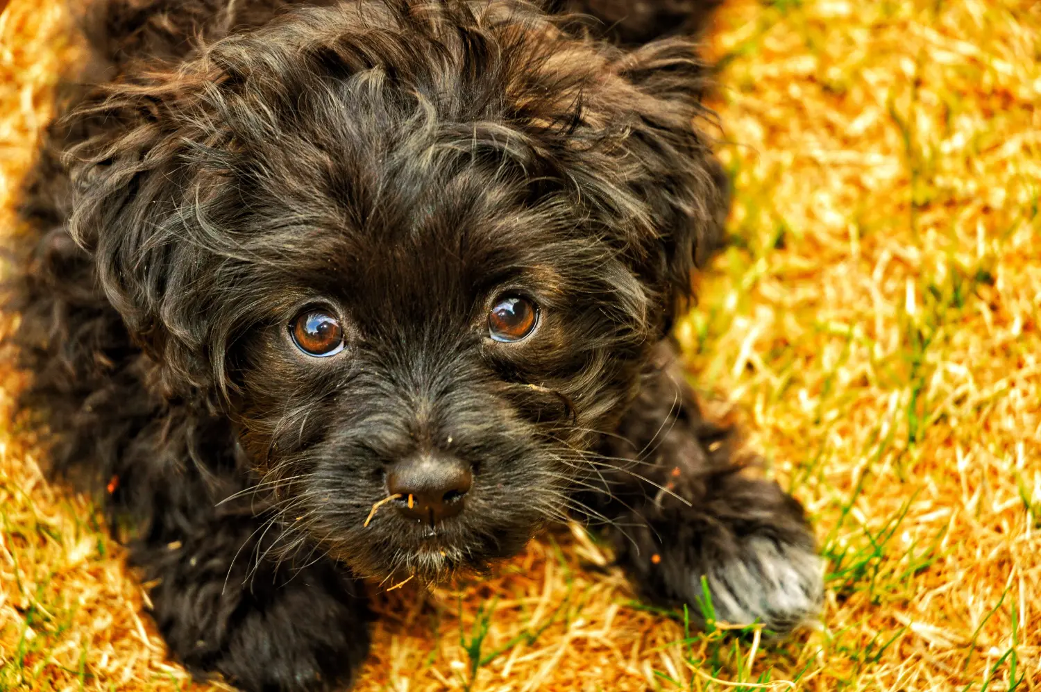 Acheter un chiot Yorkipoo, c'est prendre ses responsabilités ! Acheter des chiots Yorkipoo.