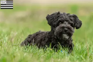 Lire la suite à propos de l’article Éleveurs de Yorkipoo et chiots en Bretagne