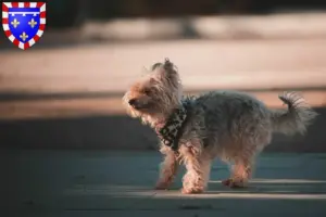 Lire la suite à propos de l’article Éleveurs et chiots de Yorkipoo en Centre-Val de Loire