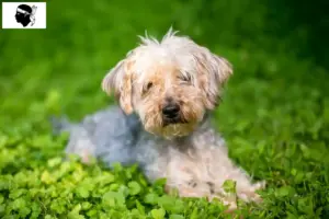 Lire la suite à propos de l’article Éleveurs de Yorkipoo et chiots en Corse