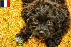 Lire la suite à propos de l’article Éleveurs de Yorkipoo et chiots en France