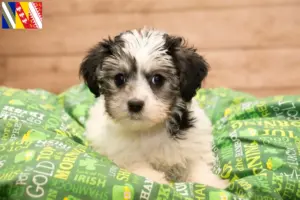 Lire la suite à propos de l’article Éleveurs et chiots de Yorkipoo dans le Grand Est