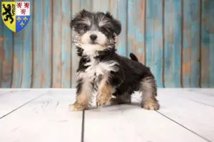 Lire la suite à propos de l’article Éleveurs et chiots de Yorkipoo en Hauts-de-France