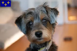 Lire la suite à propos de l’article Éleveurs et chiots de Yorkipoo en Île-de-France