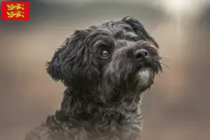 Lire la suite à propos de l’article Éleveurs de Yorkipoo et chiots en Normandie