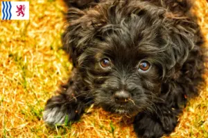 Lire la suite à propos de l’article Éleveurs et chiots de Yorkipoo en Nouvelle-Aquitaine