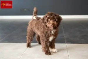Lire la suite à propos de l’article Éleveurs de Yorkipoo et chiots en Occitanie